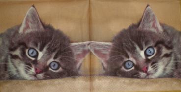 047 Katzen - 3-lagig - Stewo